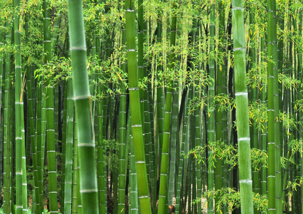 Bamboo Guadua 
