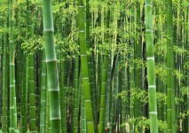 bamboo guadua zuarq arquitectos